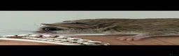 Mouse rodents for sale: Micro squirrels (African Pygmy mice )  - Advert 6