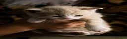 Mixed Breed cats for sale: Adorable kitens - Advert 3