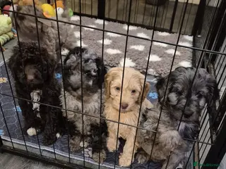 Cockapoo dogs F1b mini cockapoos - Advert 3