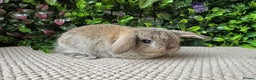 Mini Lop rabbits for sale: Mini lops 3 left to reserve - Advert 2