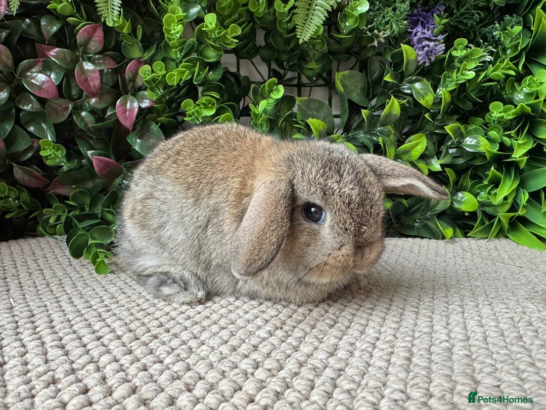 Mini Lop rabbits for sale: Mini lops 3 left to reserve - Advert 2