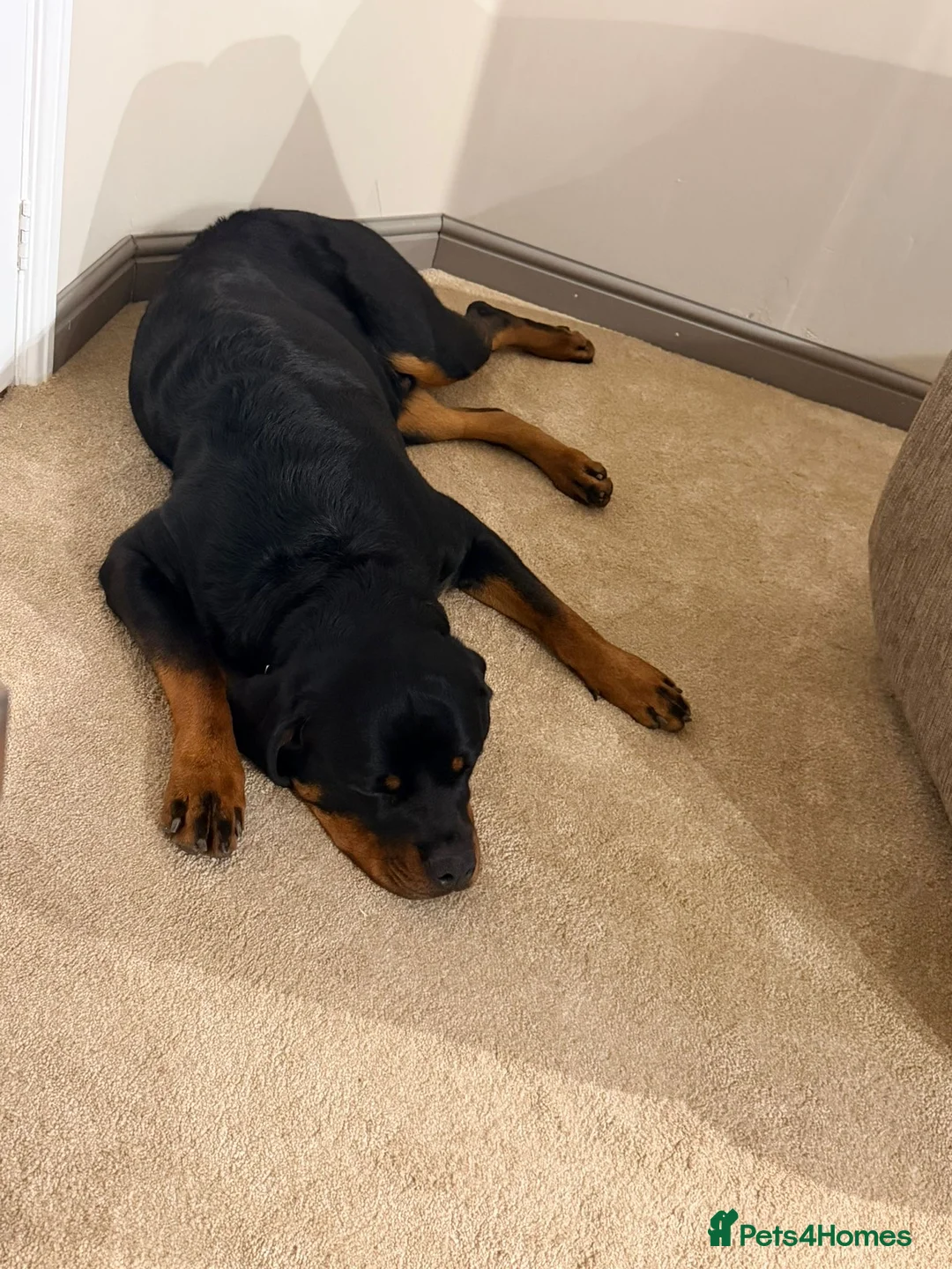 Rottweiler dogs for sale: Max - 10 months old - Advert 5