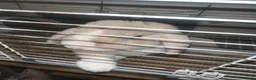 Mini Lop rabbits for sale: Neutered Male Rabbit Looking for a Loving Home in Saint Leonards-on-sea - Advert 7
