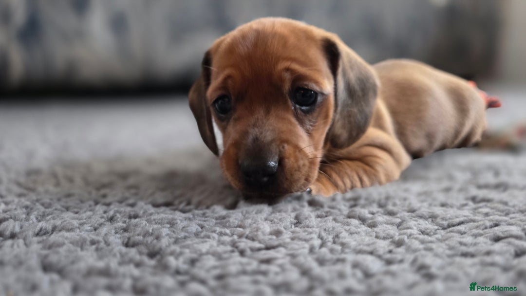 Miniature Dachshund dogs for sale: Beautiful Dachshund Girl - Ready in 2 weeks - Advert 4
