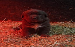 Newfoundland dogs for sale: Beautiful newfoundland puppys - Advert 9