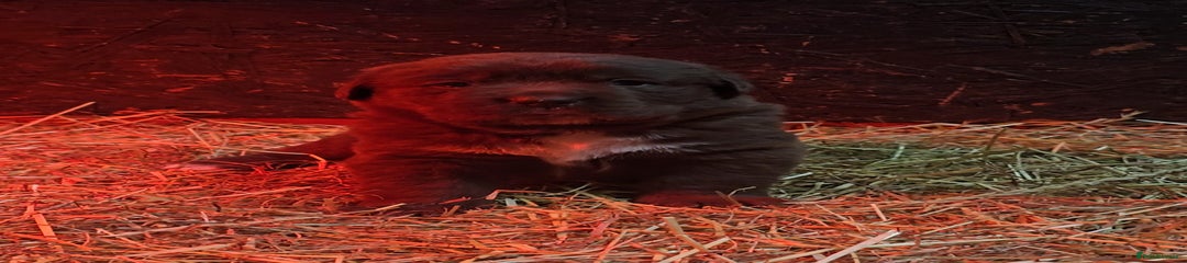 Newfoundland Puppy 2