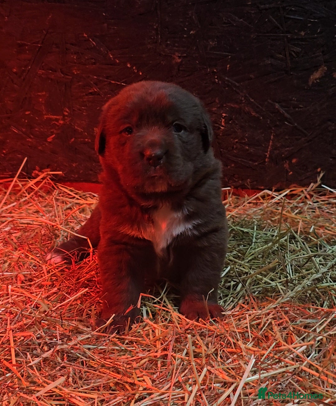 Newfoundland dogs for sale: Beautiful newfoundland puppys - Advert 9