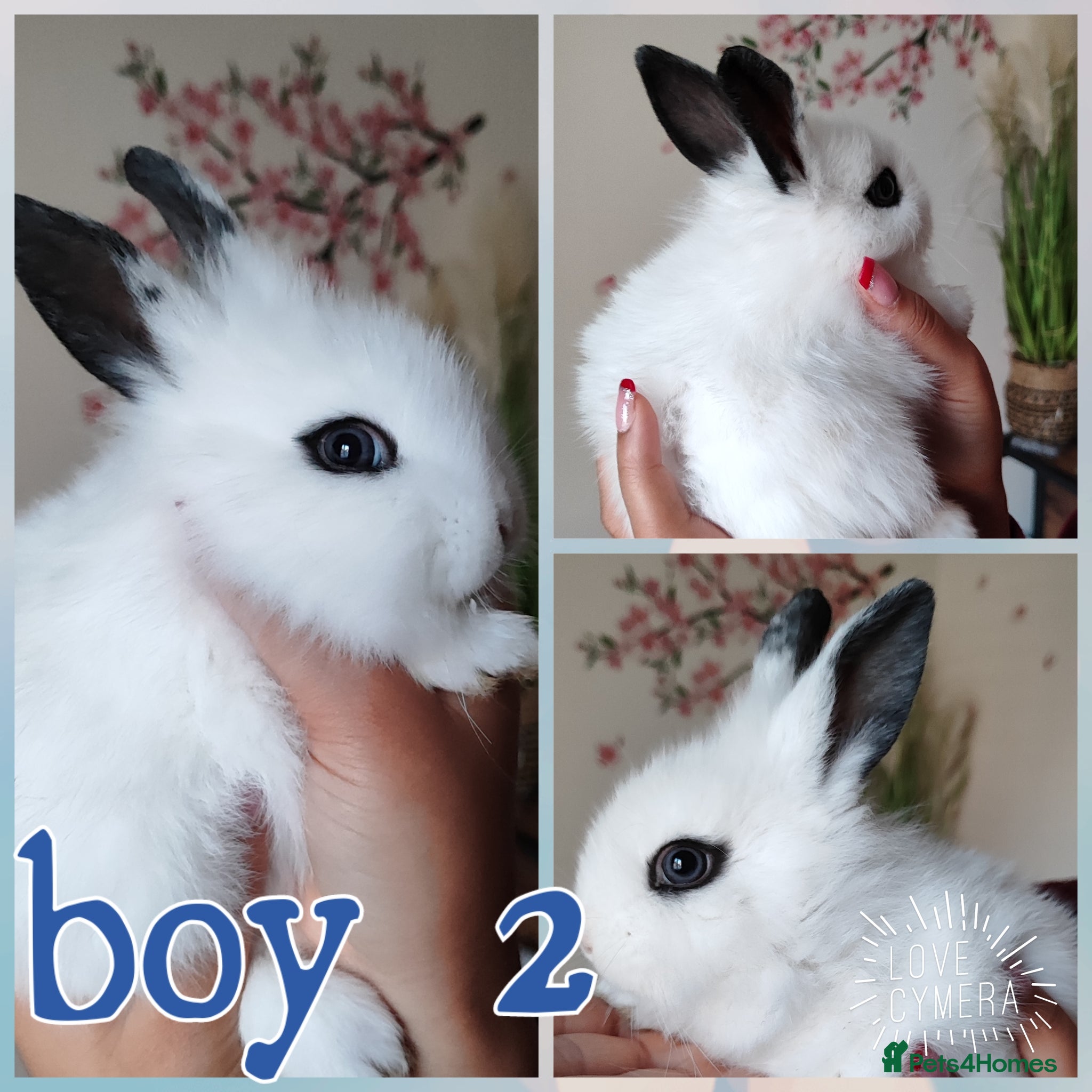 Mini Lion Lop rabbits Wonderful mini lion head lops - Advert 7