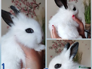 Mini Lion Lop rabbits Wonderful mini lion head lops - Advert 11