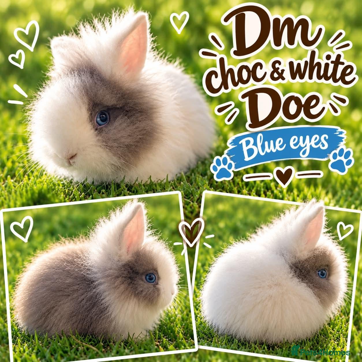 Lionhead rabbits Double Mane Choc & White Lionhead Doe - Advert 4