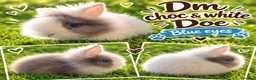 Lionhead rabbits for sale: Double Mane Choc & White Lionhead Doe - Advert 1