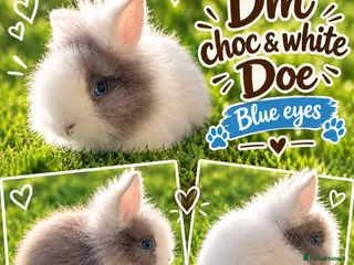 Lionhead rabbits Double Mane Choc & White Lionhead Doe - Advert 1