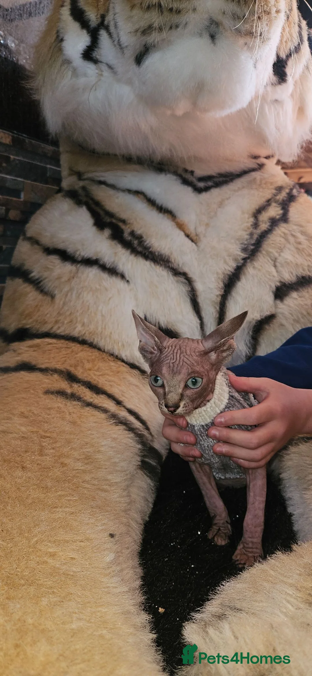 Sphynx cats for sale: Sphynx kittens - Advert 2