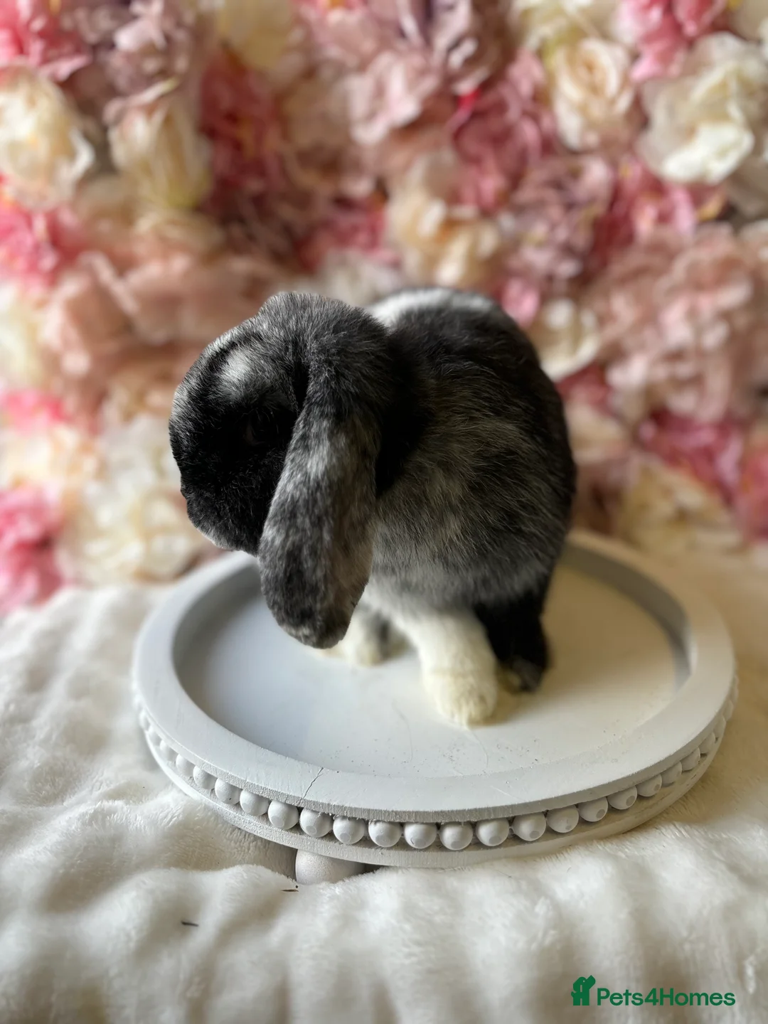 Mini Lop rabbits for sale: ❤️Mini Lop Female ❤️ - Advert 6