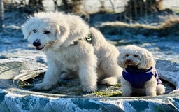 Mixed Breed dogs for adoption: Meet JOJO - a superb big girl, for a Loving Home - Image 26