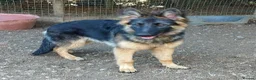 German Shepherd dogs for sale: QUALITY GERMAN SHEPHERD PUPPIES FOR SALE - Advert 2