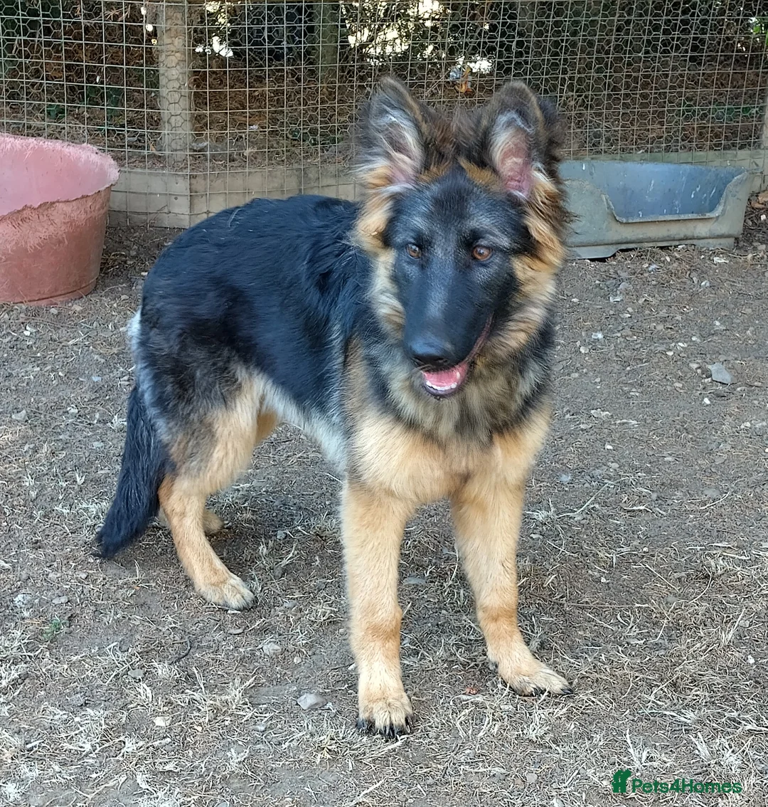 German Shepherd dogs for sale: QUALITY GERMAN SHEPHERD PUPPIES FOR SALE - Advert 2