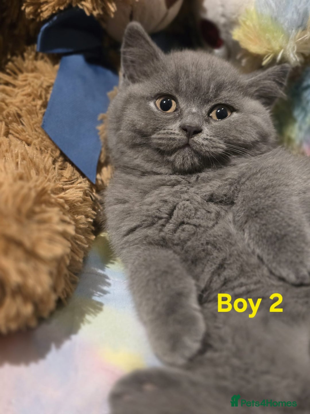 British Shorthair cats for sale: British Short Hair  - Advert 1