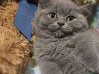 British Shorthair cats British Short Hair - Advert 1