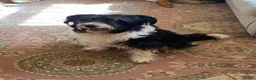Bearded Collie dogs for sale: Bouncy, lovable 2 year old Bearded Collie in Chesterfield - Advert 4