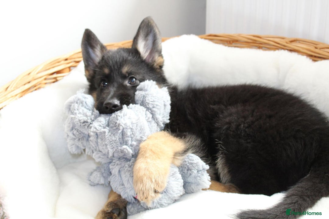 German Shepherd dogs for sale: Stunning Black & Gold kc.reg girl, health tested - Image 7