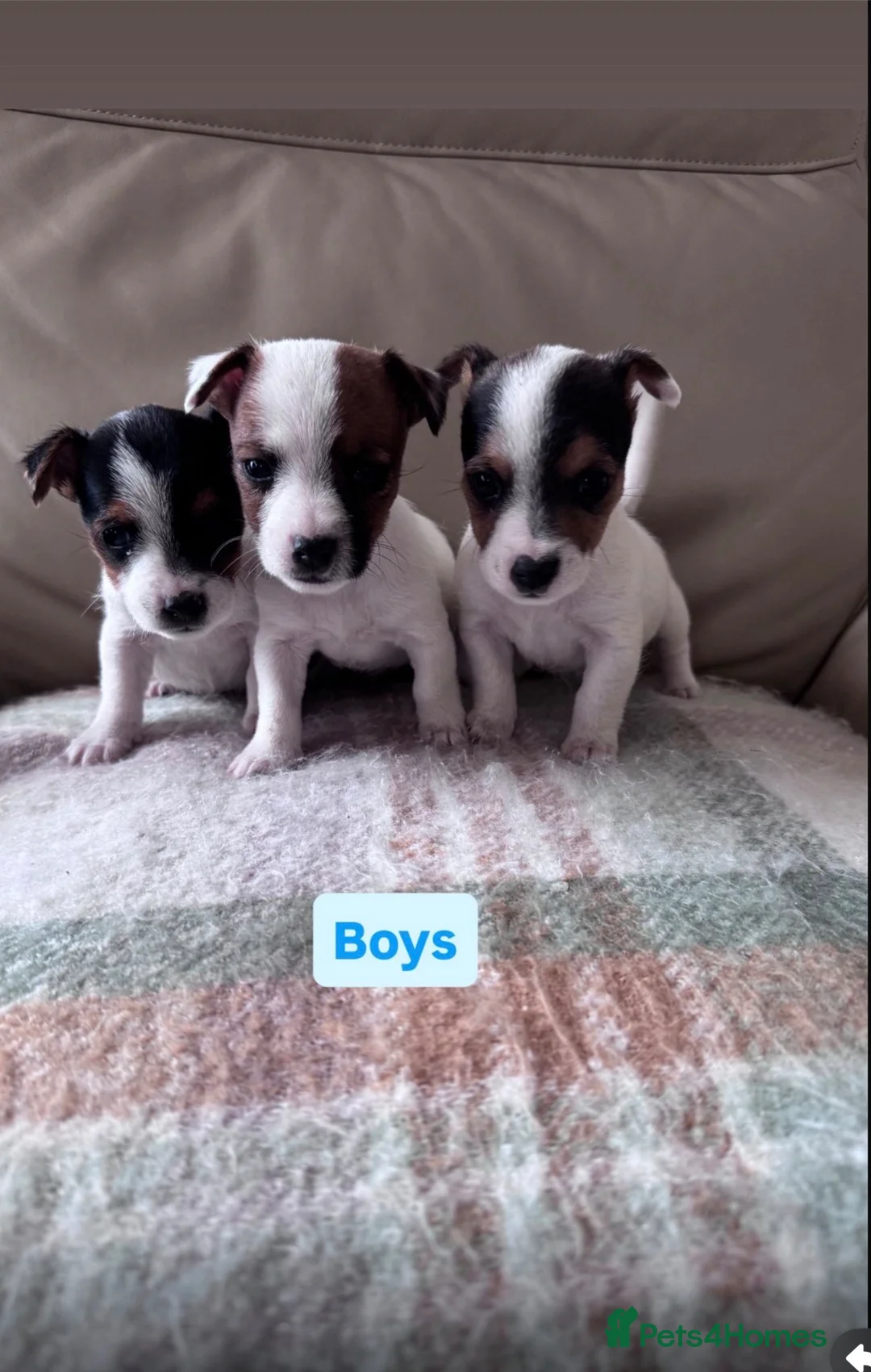 Jack Russell dogs for sale: Jack Russell puppies - Advert 4