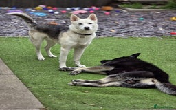 Mixed Breed dogs for sale: Apollo - 1 year old shepsky - Image 4