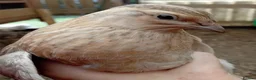 Quail poultry for sale: 6x Beautiful Coturnix Quail Ladies for Sale - Advert 9