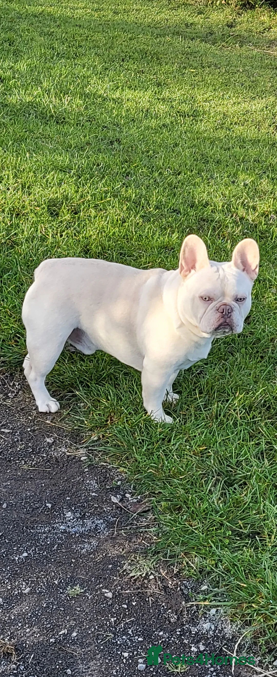 French Bulldog dogs for stud: Amazing structure and quality ‼️ in Ebbw Vale - Advert 10