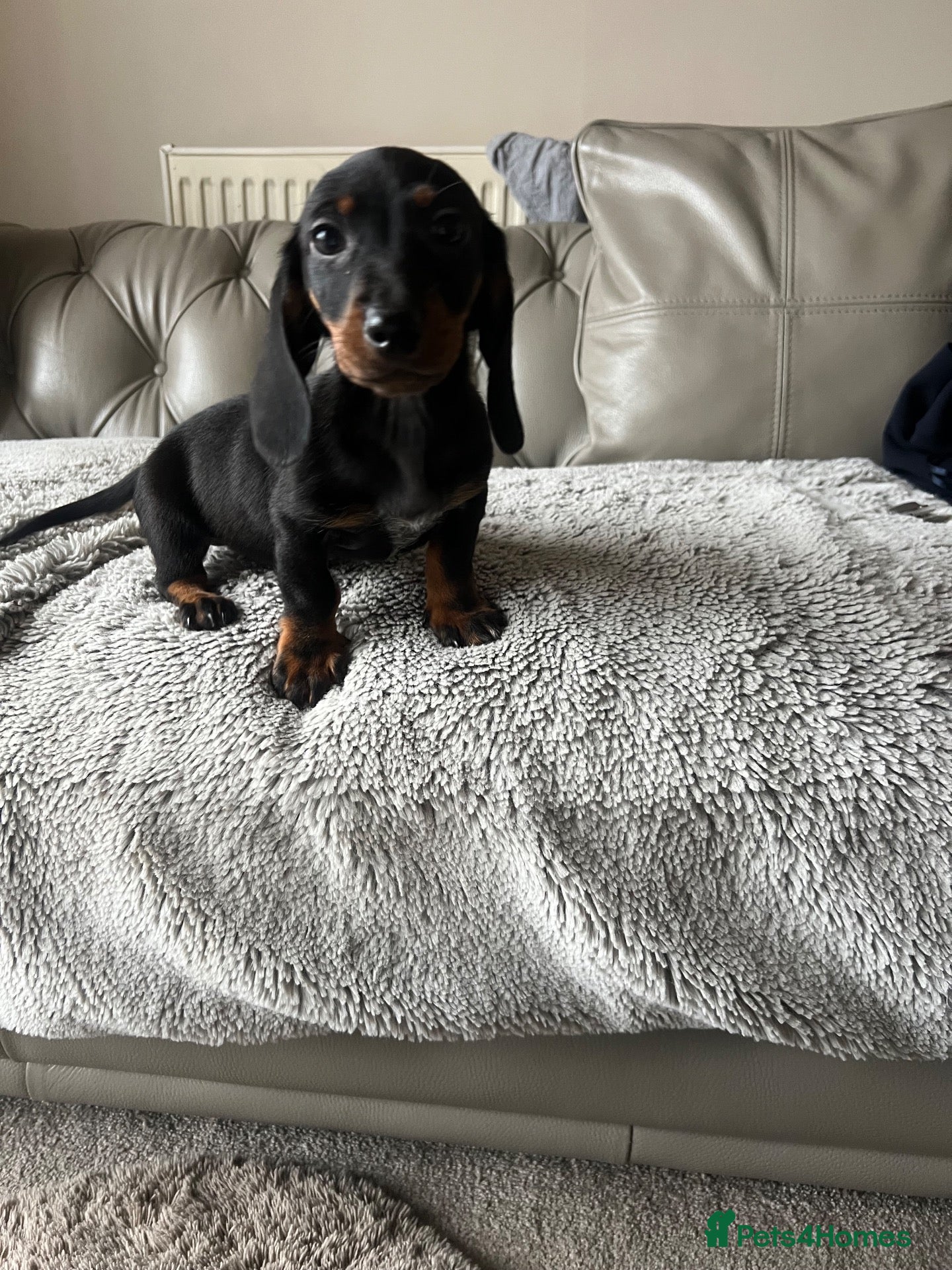 Dachshund dogs Dachshund puppies .  - Advert 3