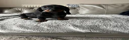 Dachshund dogs for sale: Dachshund puppies  - Advert 2