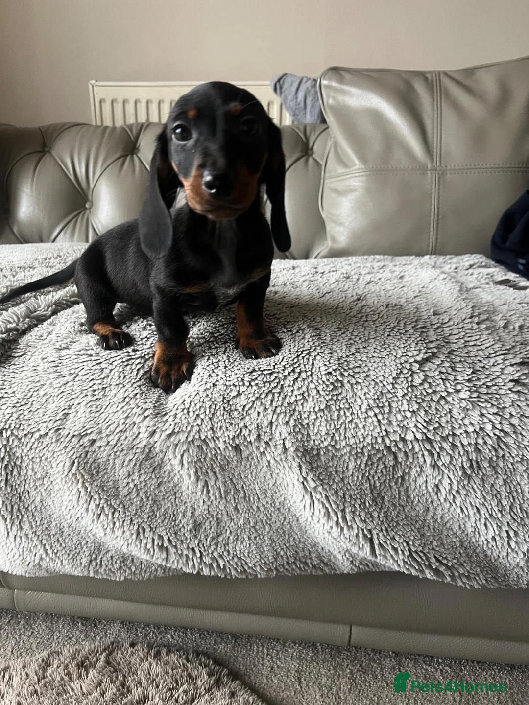 Dachshund dogs for sale: Dachshund puppies  - Advert 2