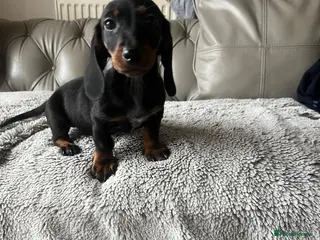 Dachshund dogs Dachshund puppies . - Advert 3