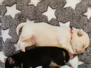 Mixed Breed dogs Maltipoo X Cavapoo puppies - Advert 1