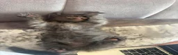 Maine Coon cats for sale: Maine Coon Kittens Russian & European Champ Lines  - Advert 26