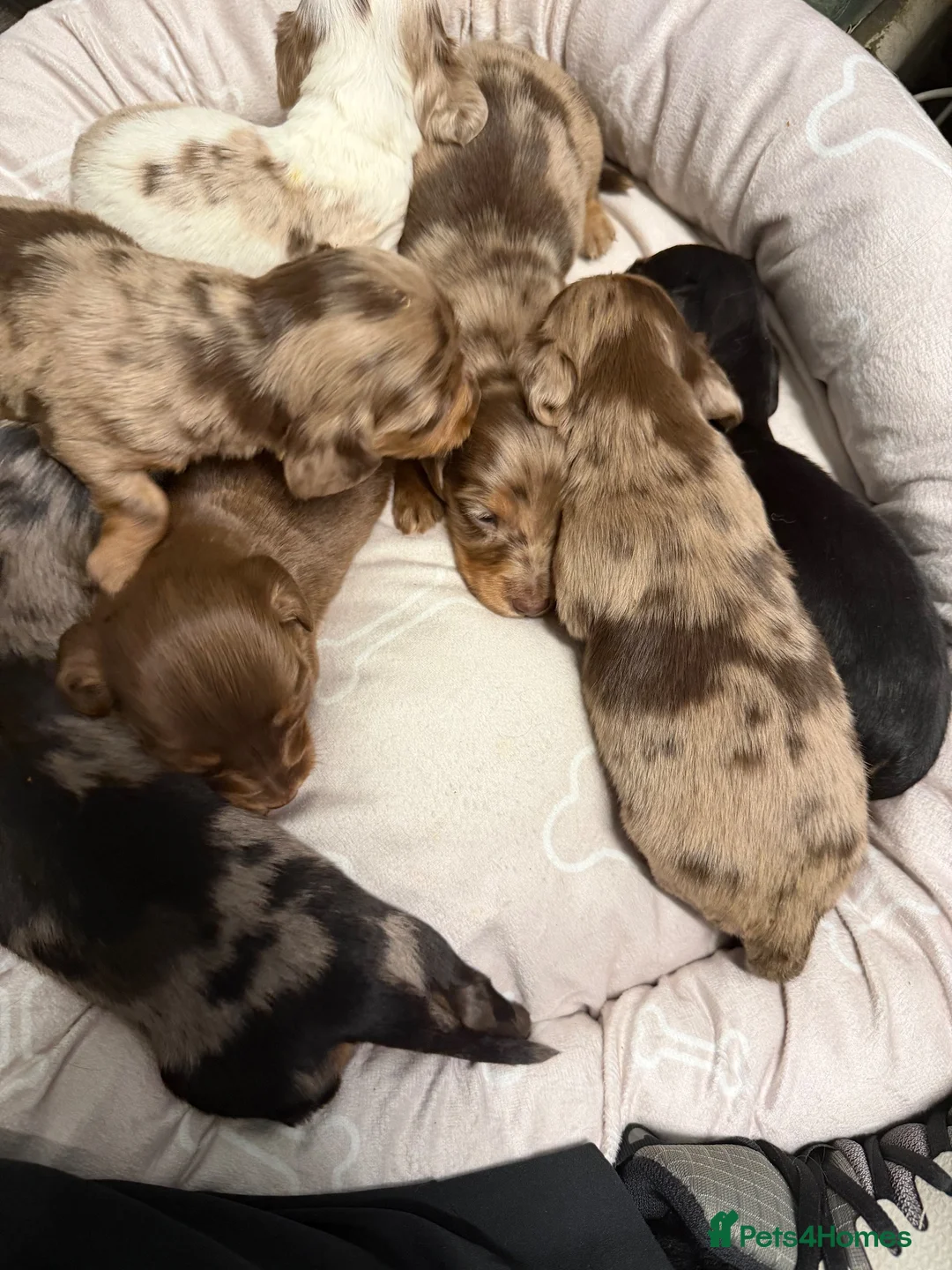 Miniature Dachshund dogs for sale: Long haired dachshund puppies - Advert 2