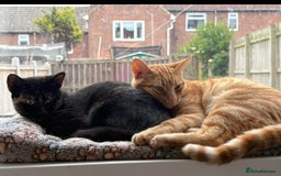 Domestic Shorthair cats for sale: Urgently needing re-homing  - Image 7