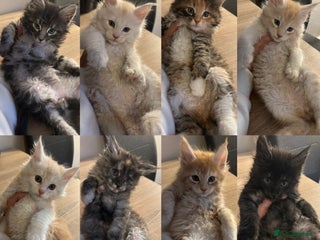 Maine Coon cats Stunning XL Purebred Main coons -last kitten! - Advert 16