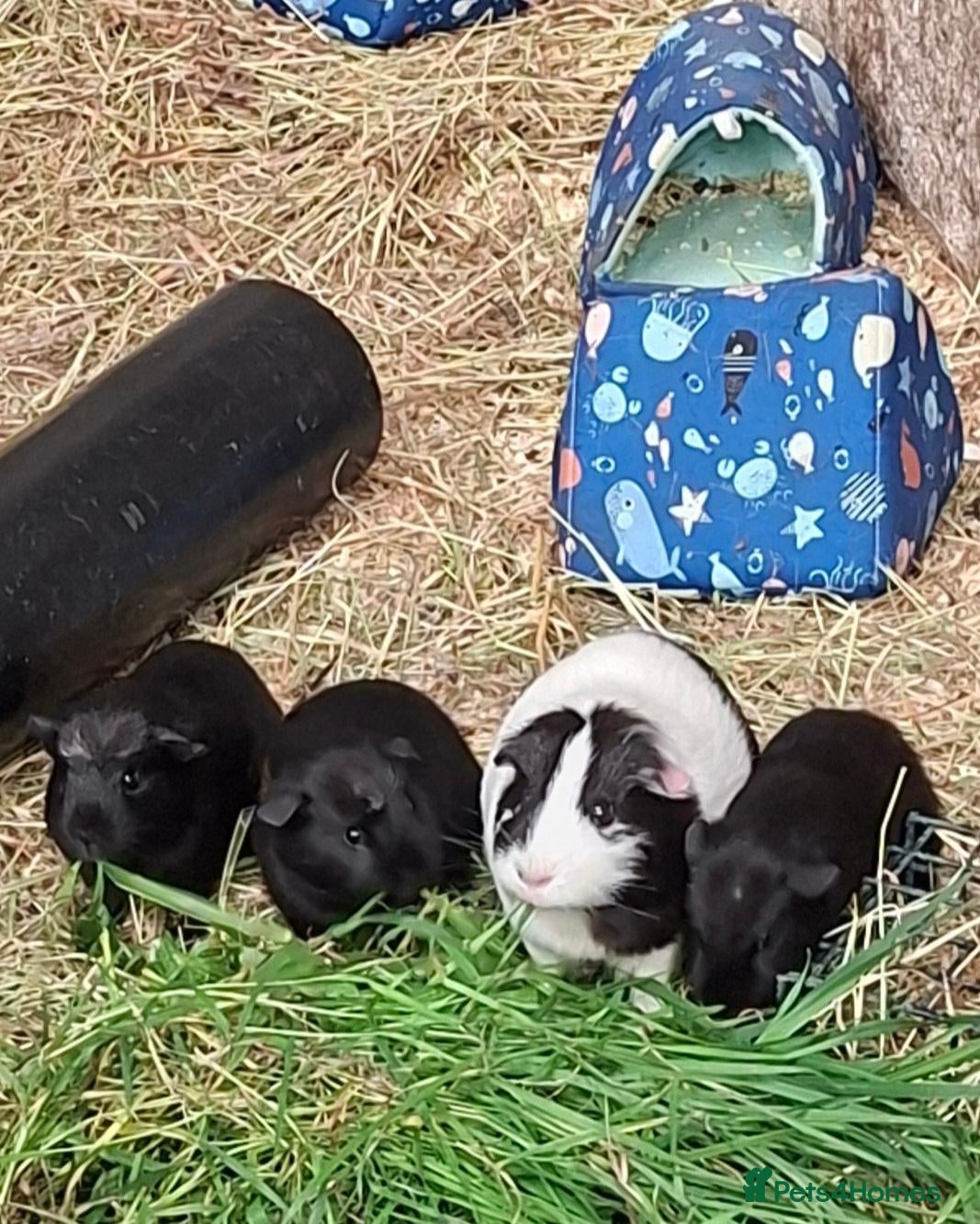 Guinea Pig rodents for sale: Stunning Boars and Sows Available  - Advert 1
