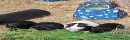 Guinea Pig rodents for sale: Stunning Boars and Sows Available  - Advert 1