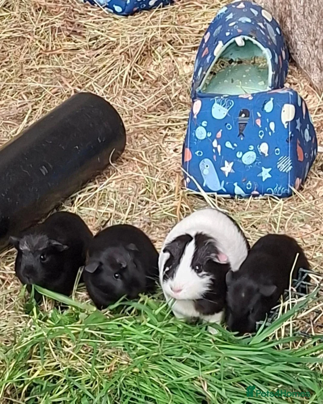 Guinea Pig rodents for sale: Stunning Boars and Sows Available  - Advert 1