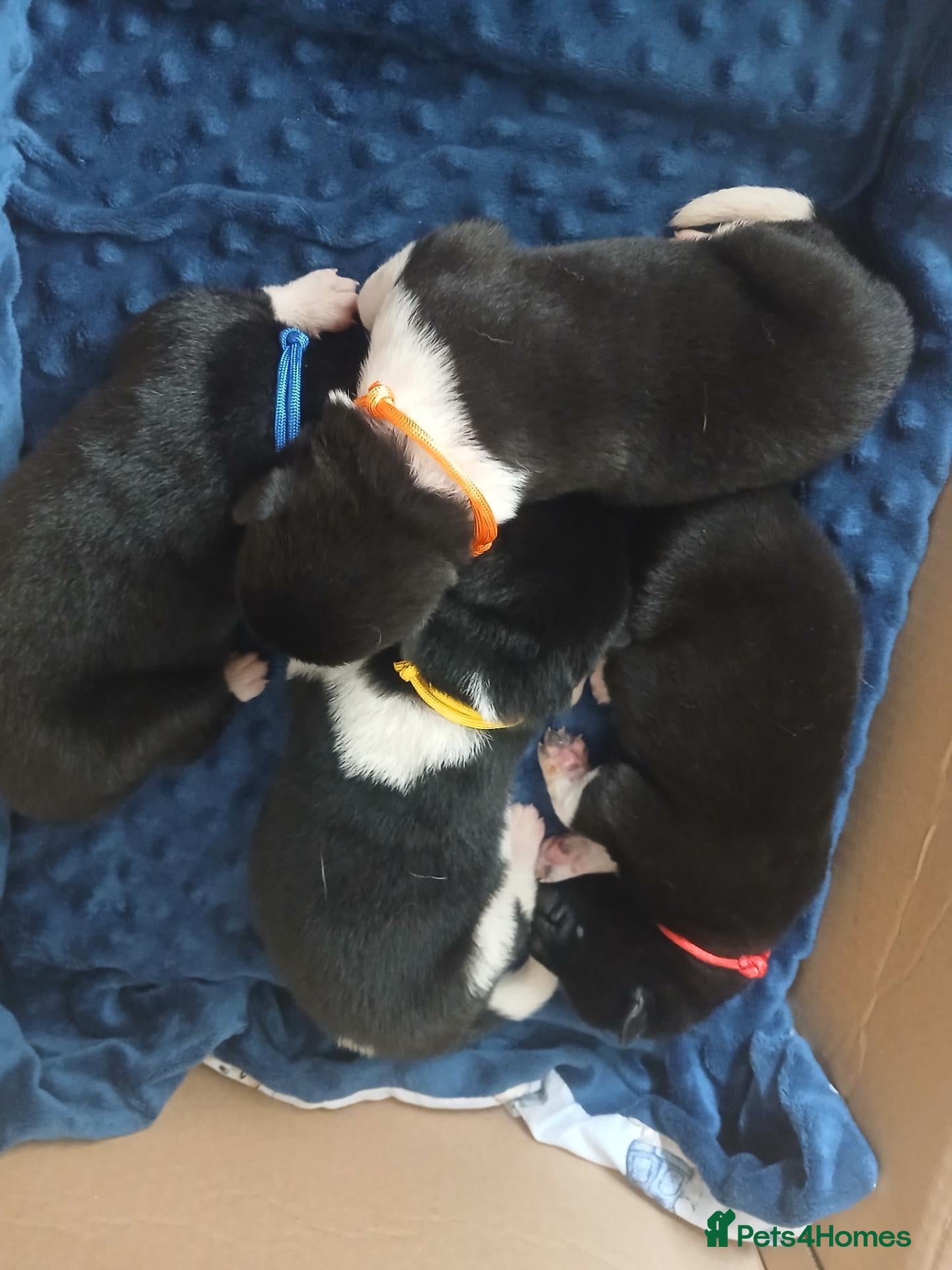 Akita dogs American Akita PUPPIES  - Advert 2