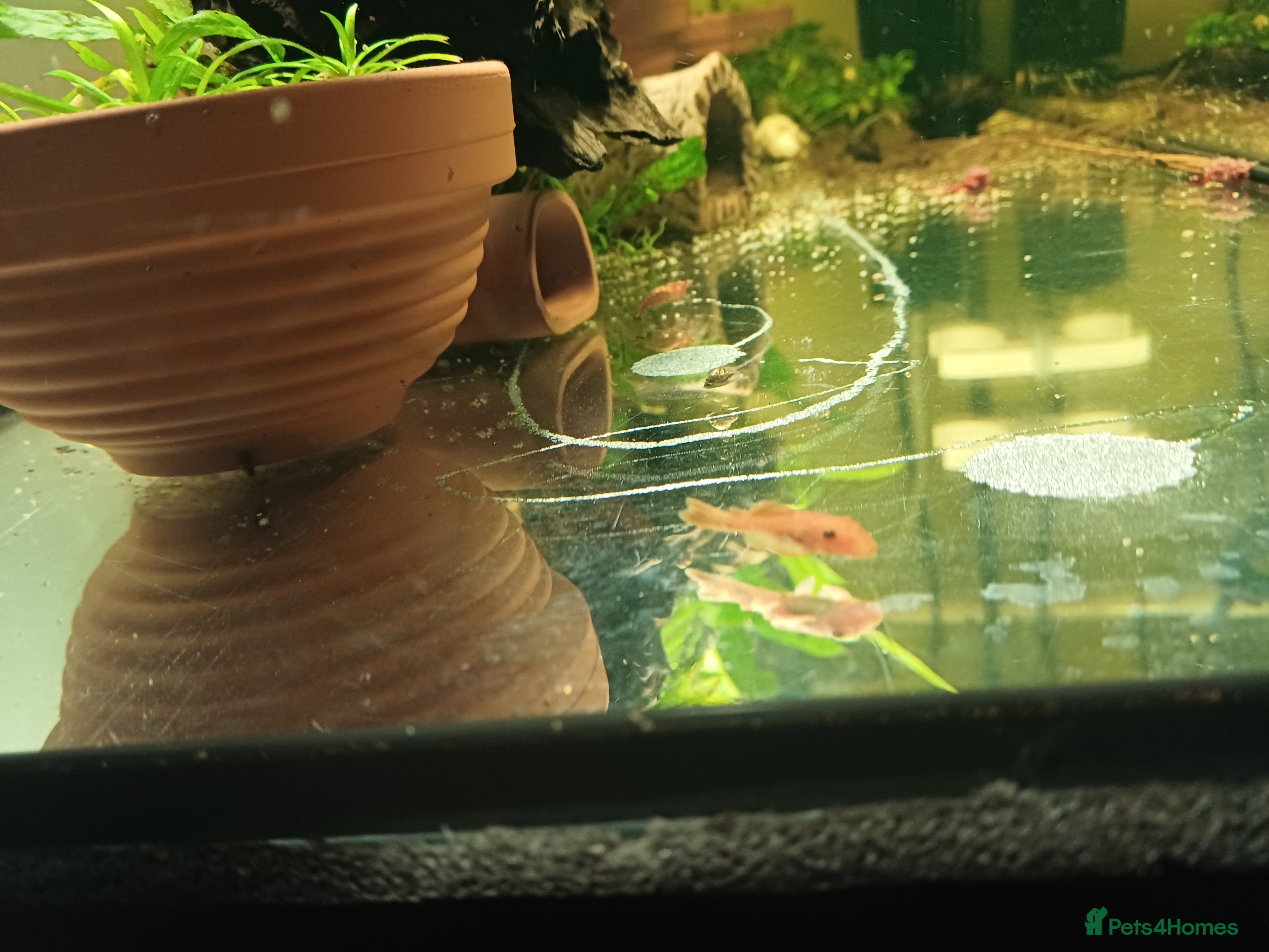 Plecos fish Super red plecos + Shrimp - Advert 2