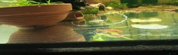 Plecos fish for sale: Super red plecos + Shrimp - Advert 2