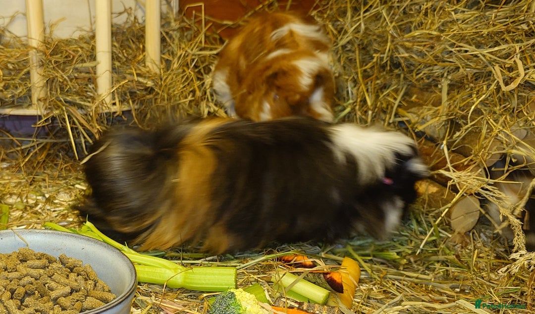 Guinea Pig rodents for sale: Peruvian Guinea pigs baby boys - Advert 4