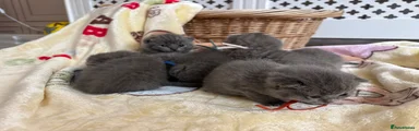 British Shorthair 7