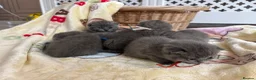 British Shorthair cats for sale: 😍 Beautiful bsh pedigree kittens 😍 - Advert 4