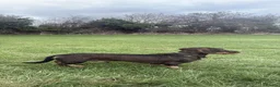Miniature Dachshund dogs for stud: Stud: KCReg Miniature Wirehaired Dachshund/Teckel in Ryton - Advert 2
