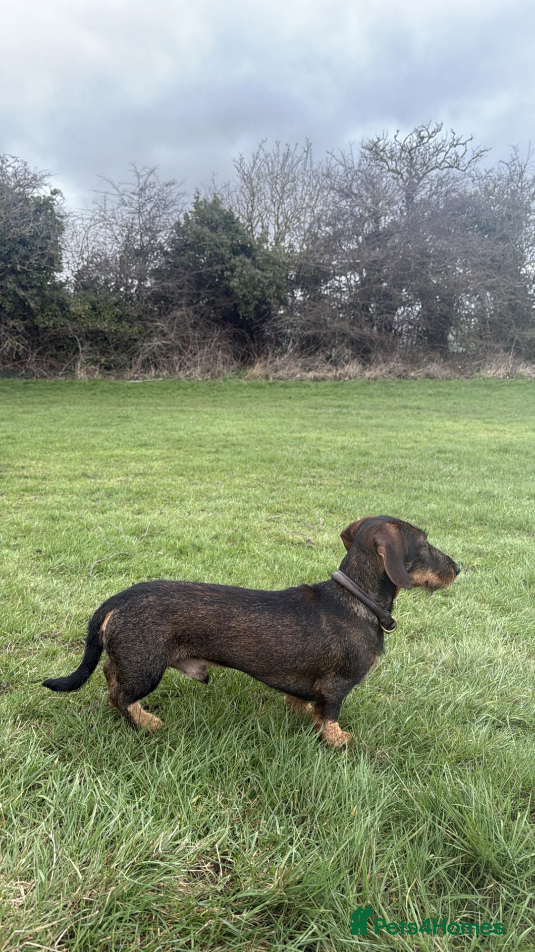 Miniature Dachshund dogs for stud: Stud: KCReg Miniature Wirehaired Dachshund/Teckel in Ryton - Advert 2
