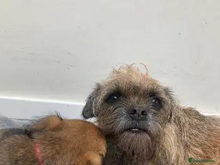 Border Terrier dogs Border Terrier Dog Puppy - Advert 3